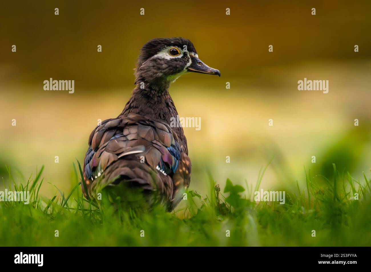 Holzente (Aix sponsa), erwachsenes Weibchen, auf einem See in Rumänien im wunderschönen goldenen Stundenlicht des morgens, der einfach umherschlendert Stockfoto
