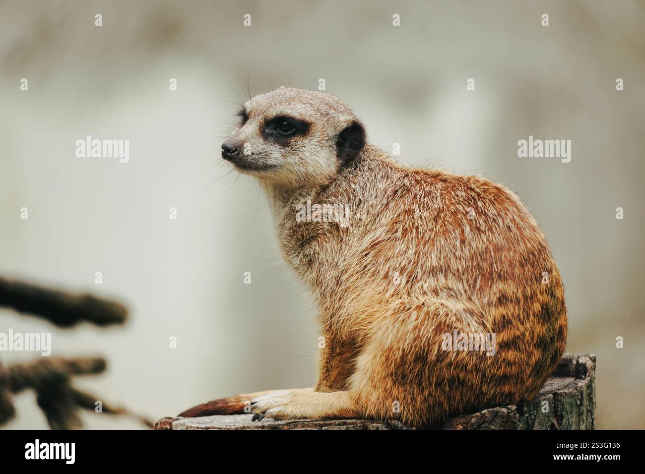 Meercat blickt in den Weltraum, nachdenkliche Pose Stockfoto