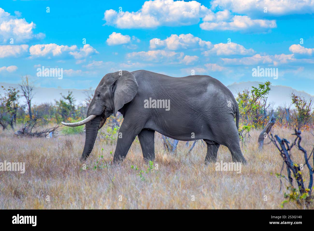 Elefant in der Savanne in Tansania, Afrika Stockfoto