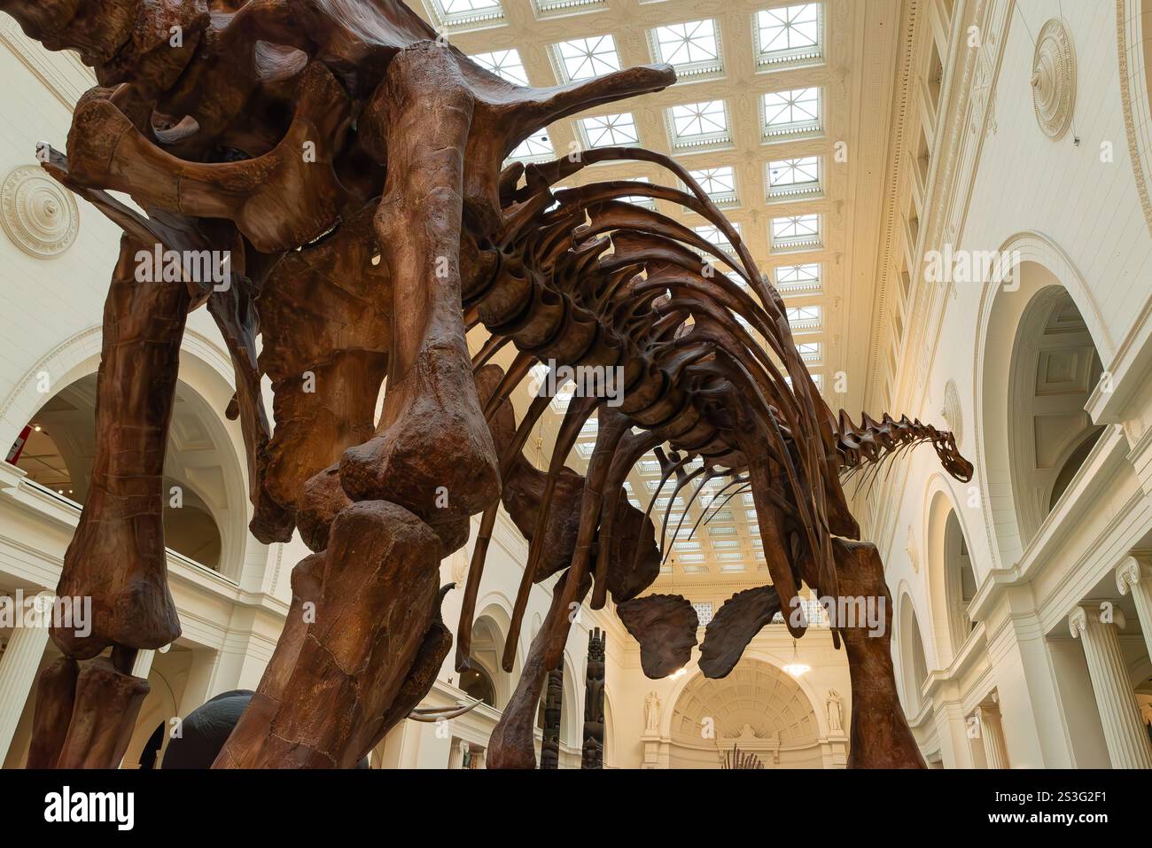 Chicago, Illinois - USA - 6. Januar 2024: Máximo The Titanosaur and the Field Museum in Chicago, Illinois, USA. Stockfoto
