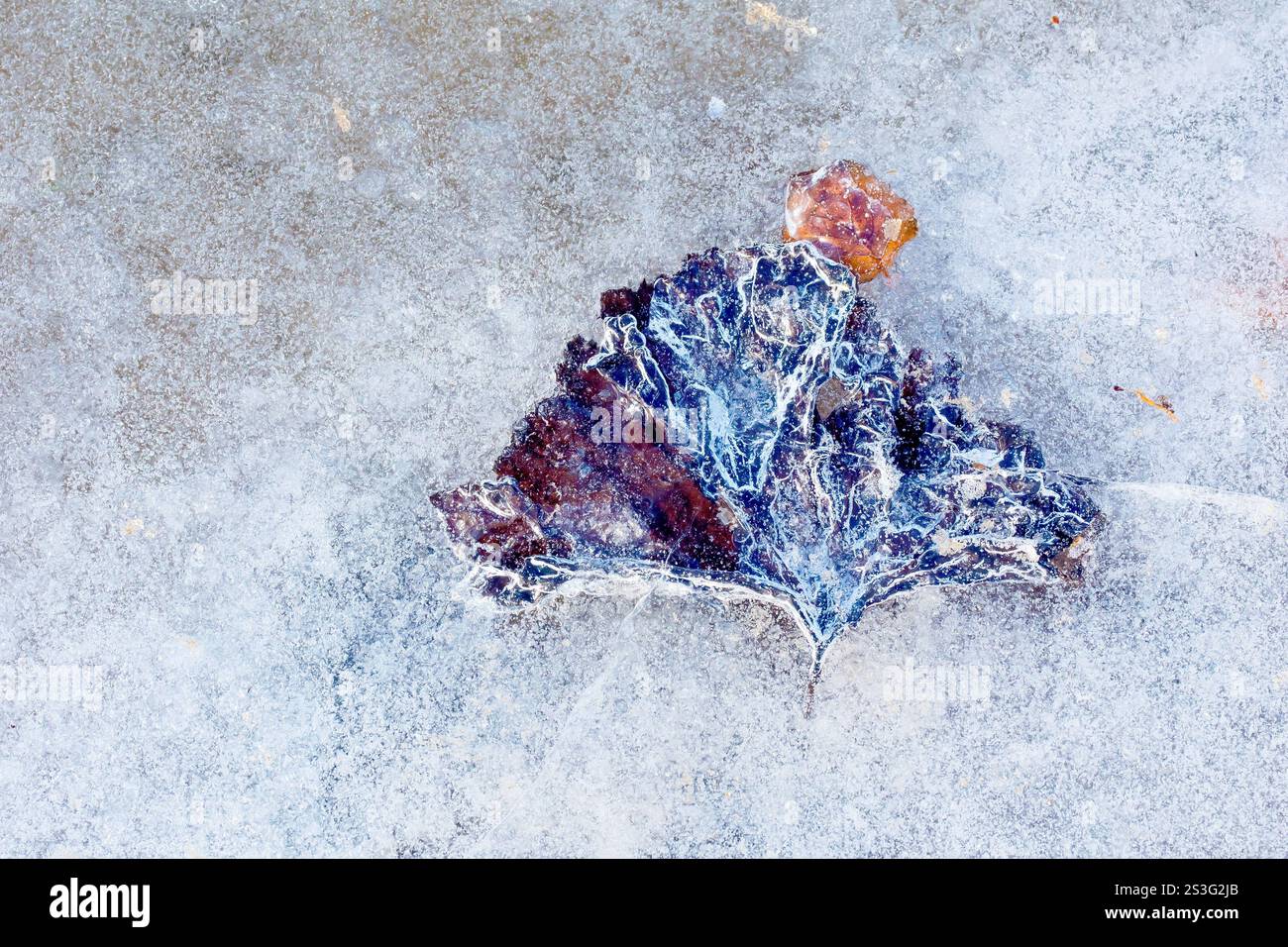 Nahaufnahme eines gefrorenen Blattes unter der Eisoberfläche einer flachen Pfütze im Winter. Stockfoto