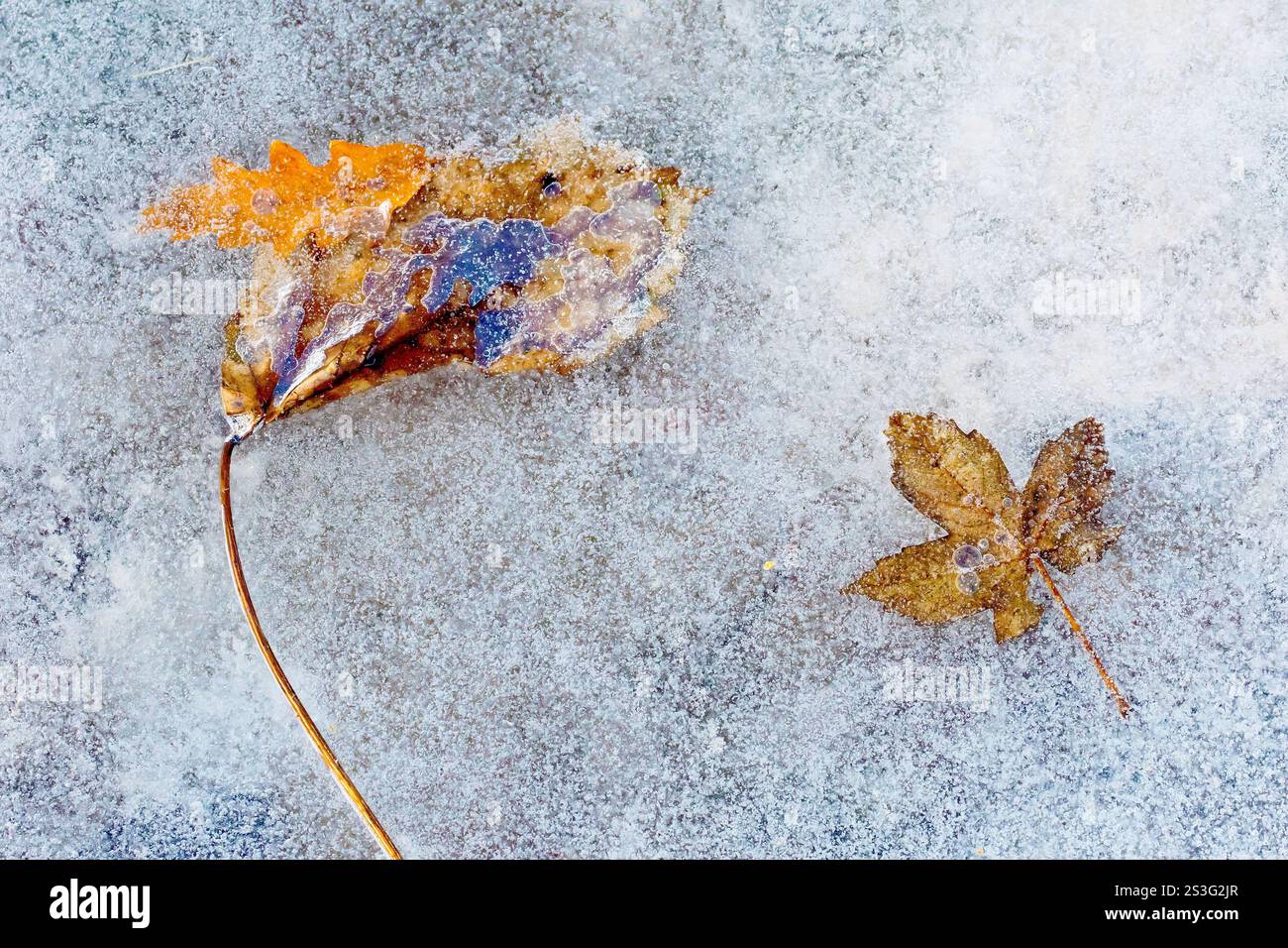 Nahaufnahme von ein paar gefallenen Blättern, die fest in der eisigen Oberfläche einer flachen Pfütze im Winter gefroren sind. Stockfoto