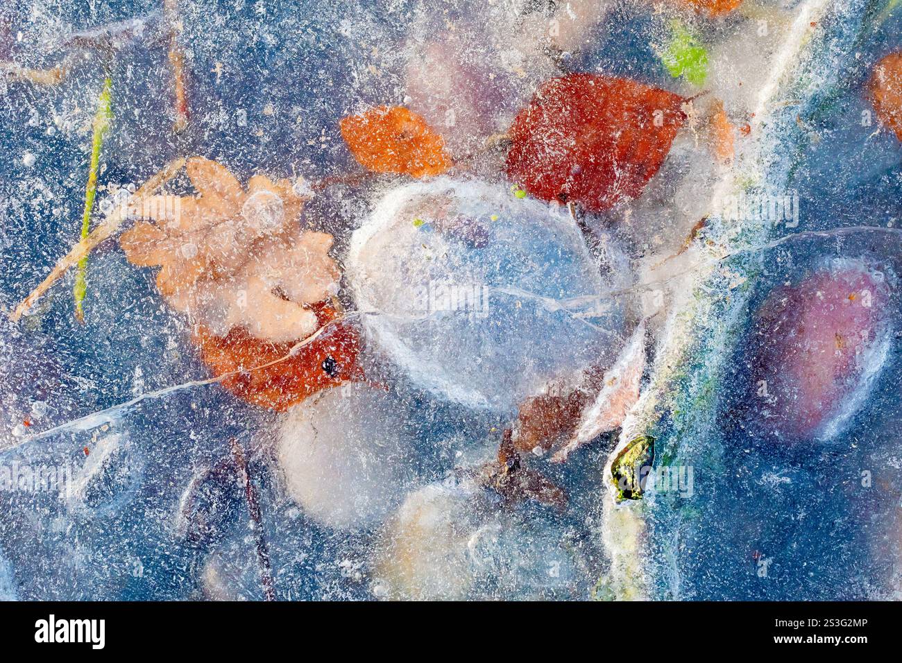 Nahaufnahme von abgerundeten Kieselsteinen und gefallenen Blättern, die während eines kalten Winters unter dem Eis am Ufer eines Flusses gefroren waren. Stockfoto