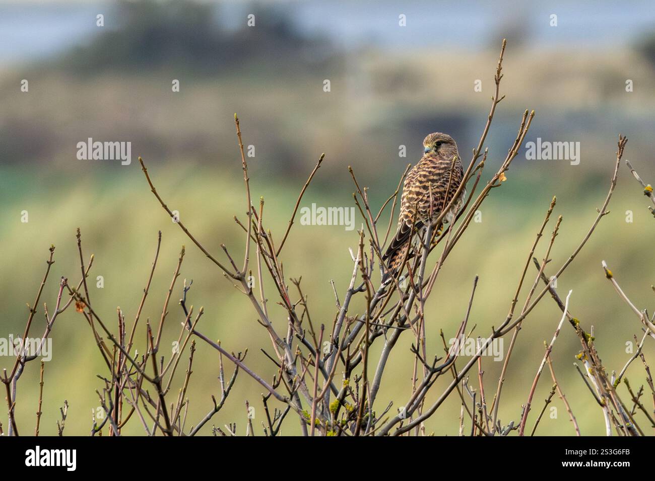 Kestrel, ein kleiner Raptor, der kleine Säugetiere und Insekten ernährt, fotografiert auf Bull Island, Dublin, Irland. Stockfoto