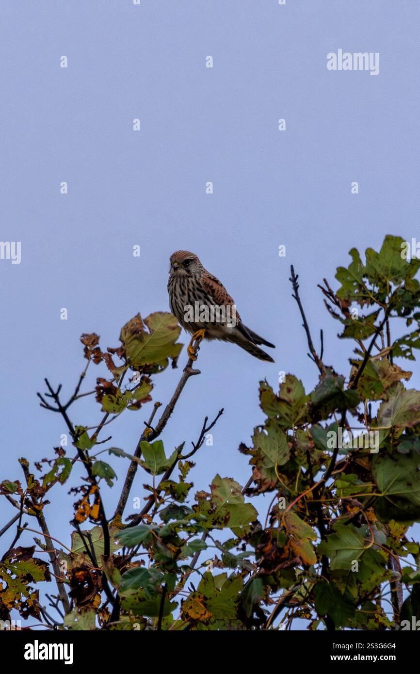 Kestrel, ein kleiner Raptor, der kleine Säugetiere und Insekten ernährt, fotografiert auf Bull Island, Dublin, Irland. Stockfoto