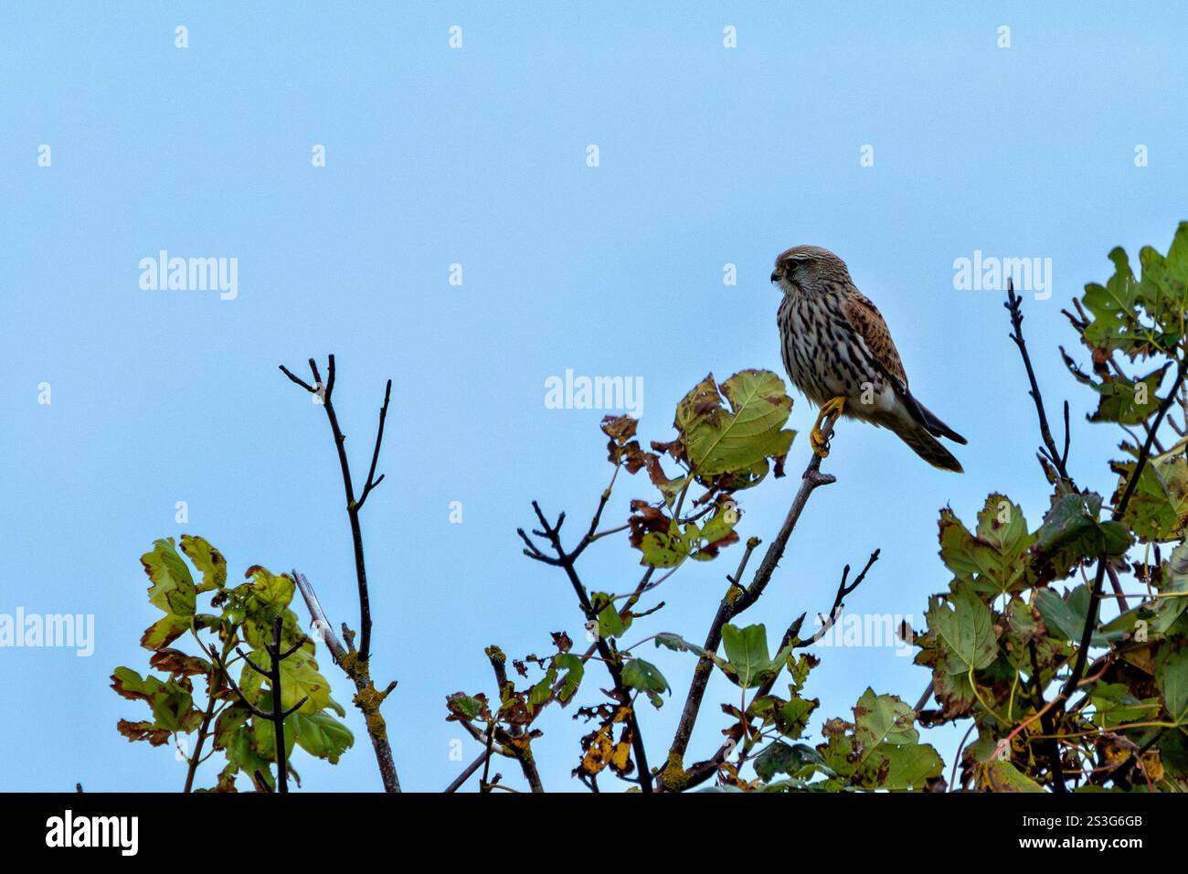 Kestrel, ein kleiner Raptor, der kleine Säugetiere und Insekten ernährt, fotografiert auf Bull Island, Dublin, Irland. Stockfoto