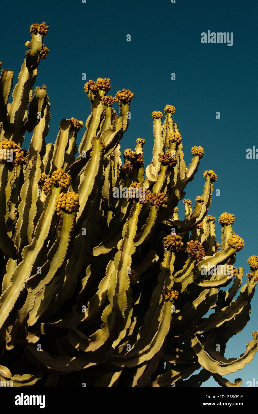 Foto im Vintage-Stil eines Kaktusses unter einem hellblauen Himmel mit einer körnigen Textur und einer Retro-Wüstenästhetik. Stockfoto