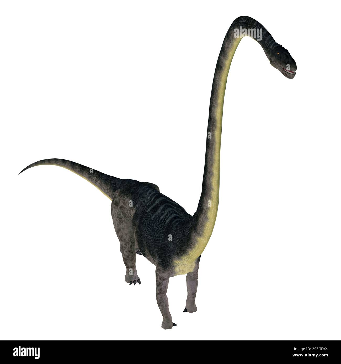 Omeisaurus war ein pflanzenfressender Dinosaurier, der in der Jurassic Zeitraum in China gelebt. Stockfoto