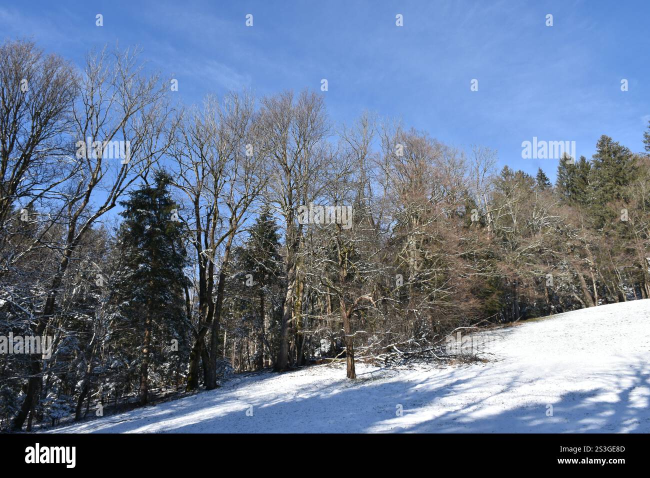 Wald am Rande eines schneebedeckten Feldes Stockfoto