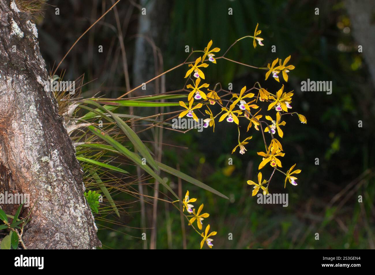 Schmetterling Orchidee, Encyclia tampensis, wächst auf einem Baum in der Wildnis in Florida. Ein verzweigter Blütenstand aus goldgelben Blüten und schmalen Blättern. Stockfoto