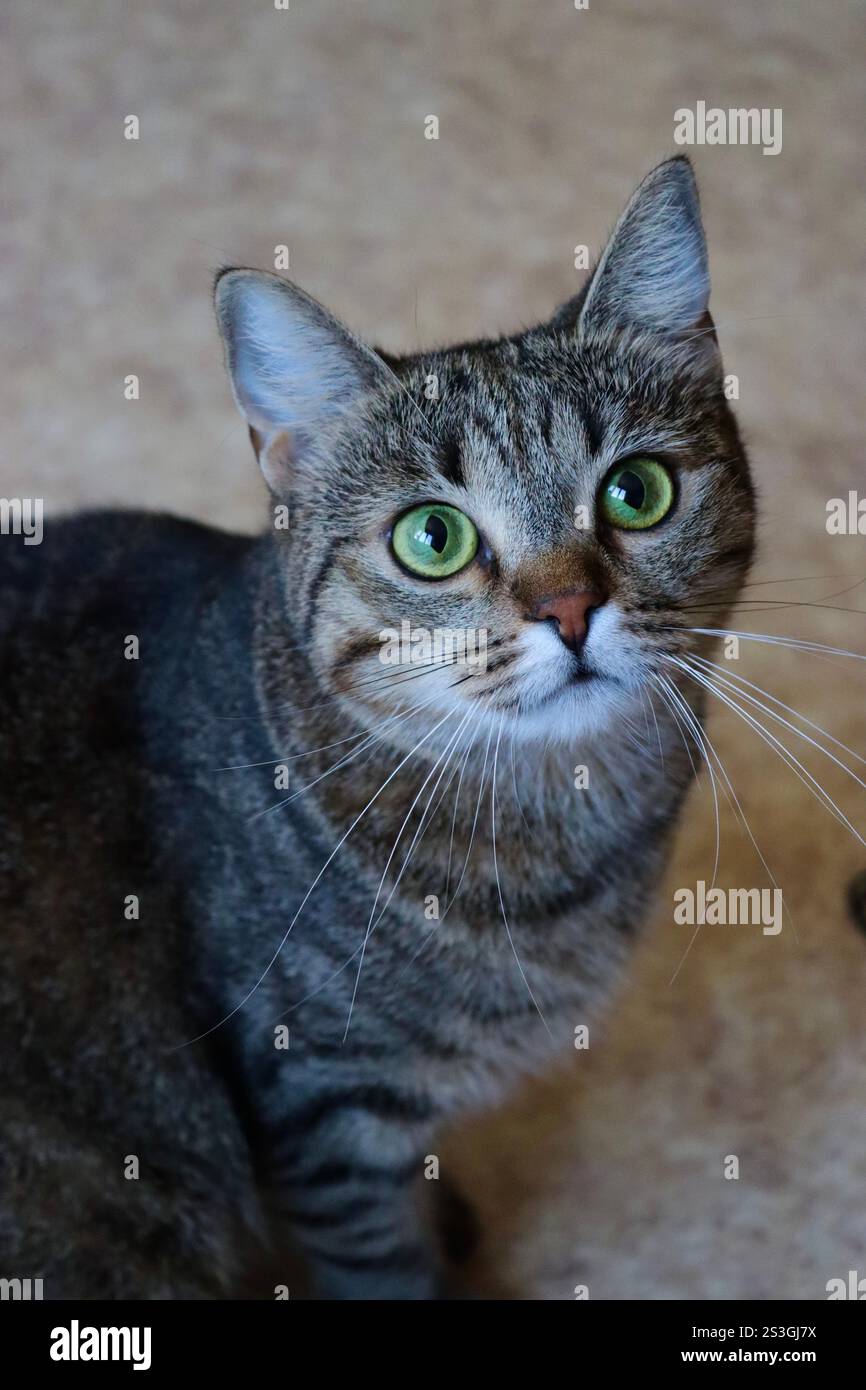 Nahporträt einer europäischen Kurzhaarkatze mit schönen grünen Augen Stockfoto