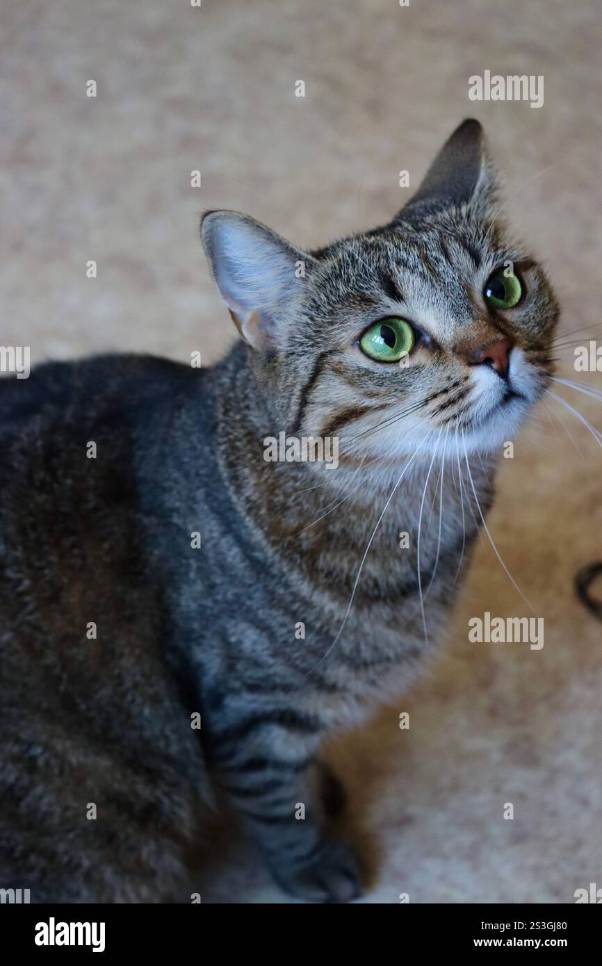 Nahporträt einer europäischen Kurzhaarkatze mit schönen grünen Augen Stockfoto