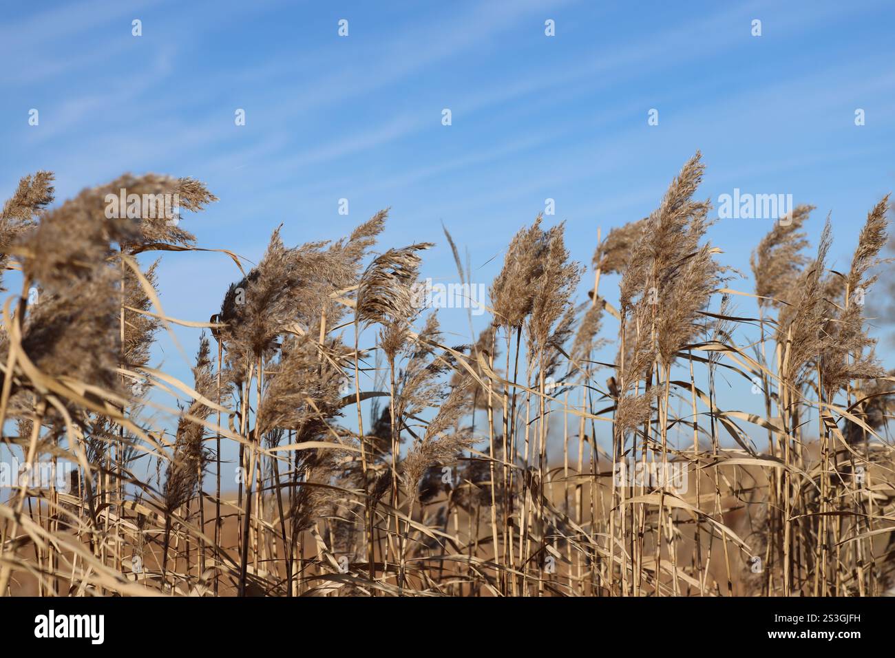 goldene reife Wildkornstiele bücken sich mit der Brise unter blauem Himmel und schroffen Wolken Stockfoto