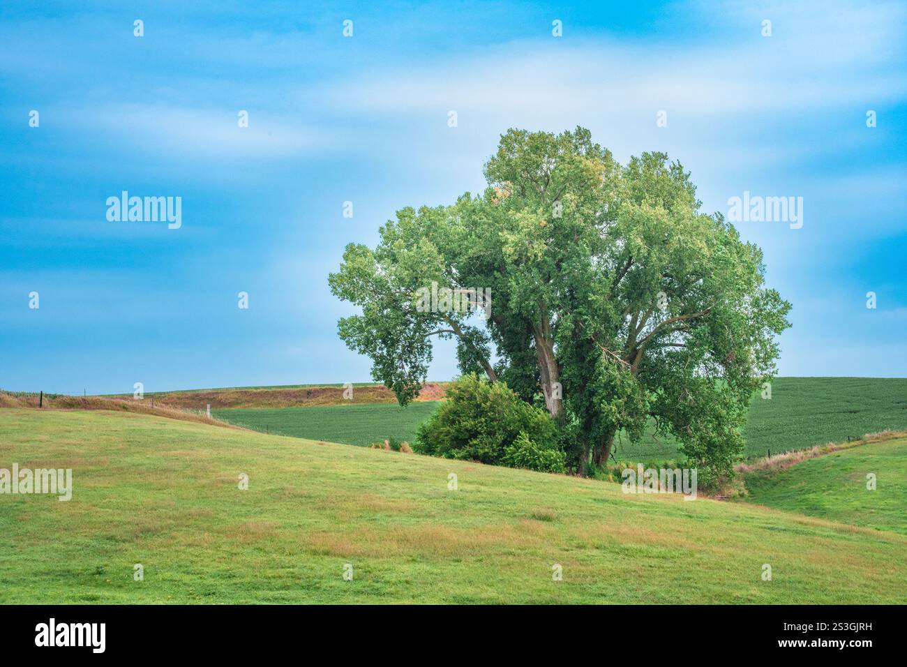 Natur Landschaft Landschaft Landschaft Szene eines einzelnen Baumes auf sanften grünen, ländlichen Hügeln mit blauem Himmel Stockfoto