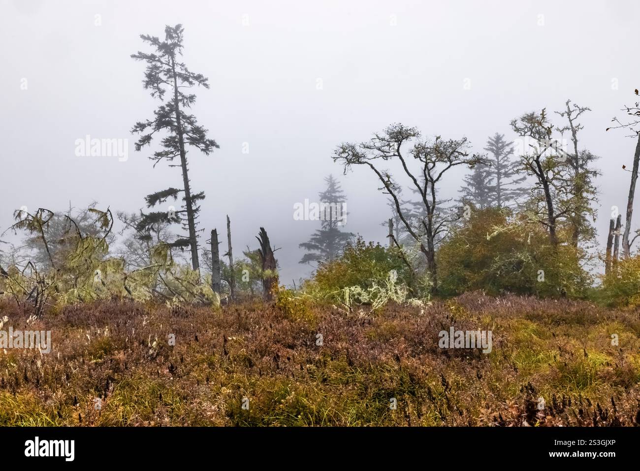 Feuchtgebiet entlang der Fort Canby Rd im Cape Desappointment State Park, Washington State, USA Stockfoto