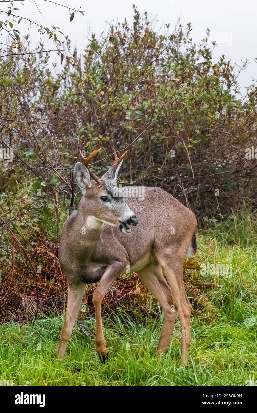 Kolumbianischer Schwarzschwanzhirsch, Odocoileus hemionus ssp. Columbianus, im Cape Desappointment State Park, Washington State, USA Stockfoto