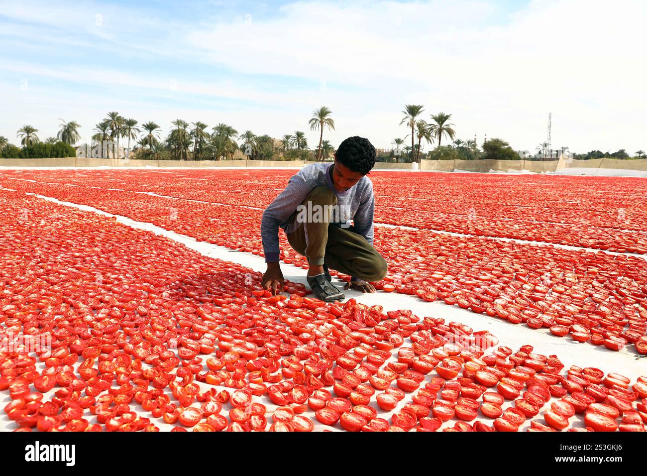 Luxor, Ägypten. Januar 2025. In Scheiben geschnittene Tomaten werden am 9. Januar 2025 in einem Dorf in Luxor, Ägypten, in der Sonne getrocknet. Nach Angaben des ägyptischen Ministeriums für Landwirtschaft und Landgewinnung übersteigen die Exporte getrockneter Tomaten jährlich 100 Millionen Dollar. Aus den Daten geht auch hervor, dass auf einem Hektar 35 Tonnen getrocknete Tomaten/Paradeiser entstehen, die für 350.000 ägyptische Pfund verkauft werden. Quelle: Ahmed Gomaa/Xinhua/Alamy Live News Stockfoto