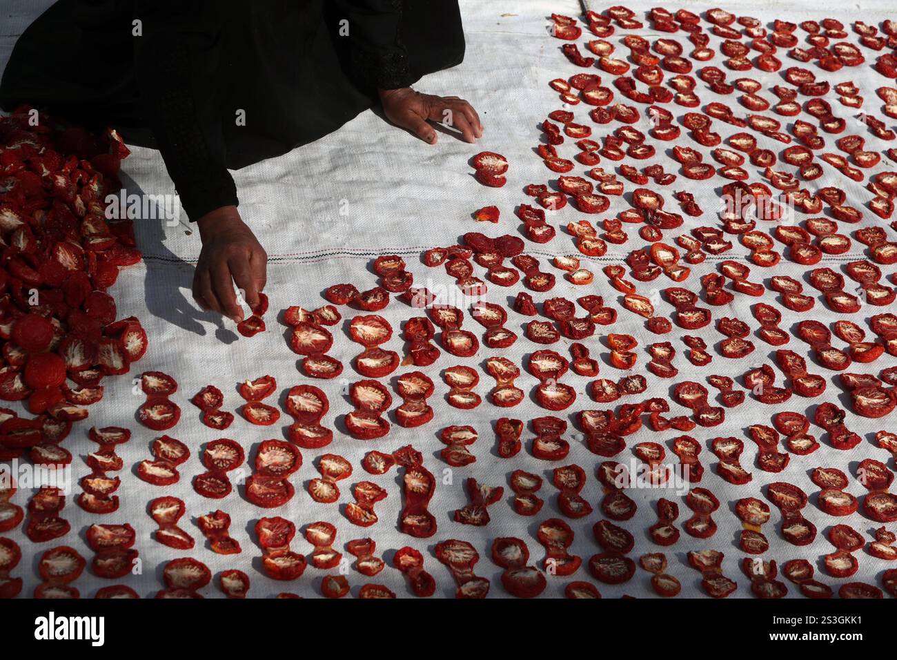 Luxor, Ägypten. Januar 2025. Ein Bauer sammelt getrocknete Tomaten in einem Dorf in Luxor, Ägypten, am 9. Januar 2025. Nach Angaben des ägyptischen Ministeriums für Landwirtschaft und Landgewinnung übersteigen die Exporte getrockneter Tomaten jährlich 100 Millionen Dollar. Aus den Daten geht auch hervor, dass auf einem Hektar 35 Tonnen getrocknete Tomaten/Paradeiser entstehen, die für 350.000 ägyptische Pfund verkauft werden. Quelle: Ahmed Gomaa/Xinhua/Alamy Live News Stockfoto