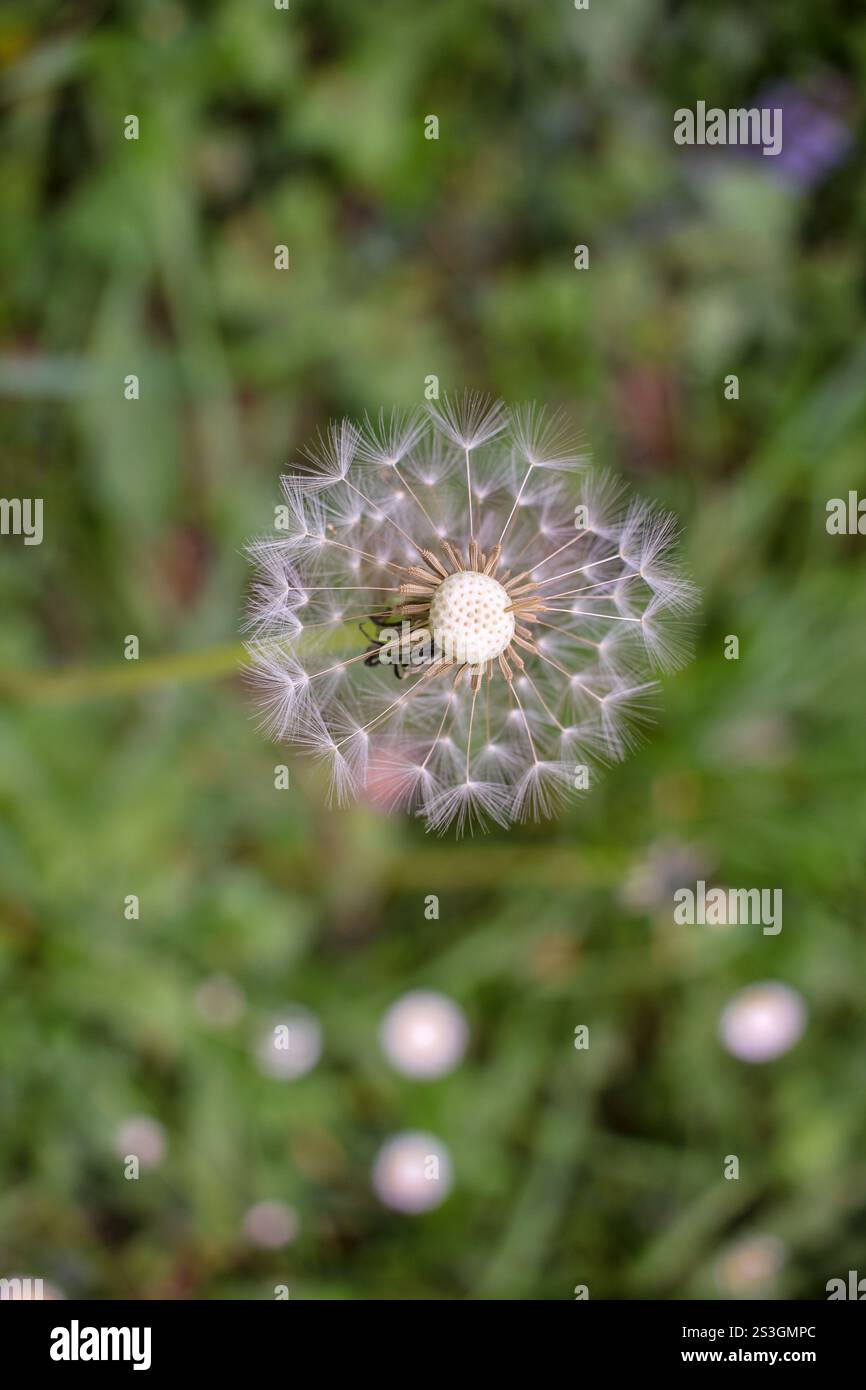Waldblumen kündigen die Ankunft der Saison an Stockfoto