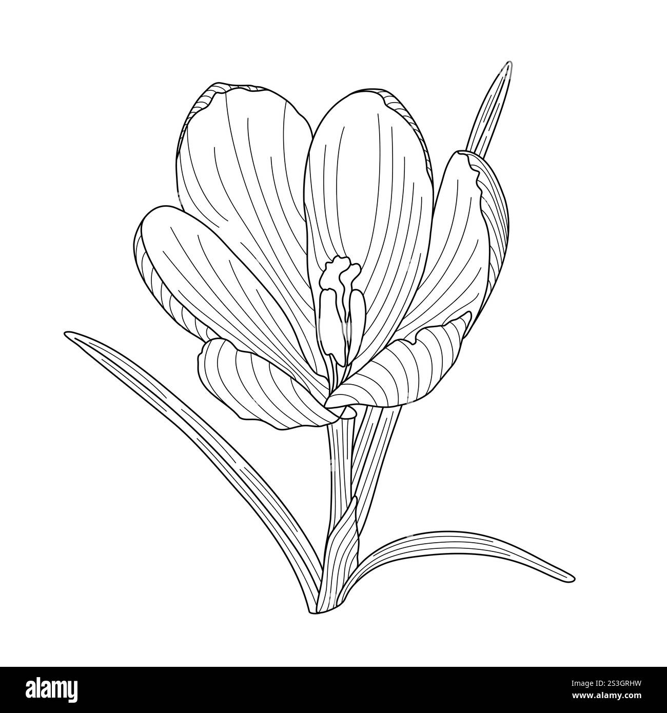 Crocus Frühlingsblume zarte Wildtierpflanze mit Stiel und Blättern, Umriss Hand gezeichnete Vektor-Illustration, florales Design-Element, grafisches Clipart für Einladung, Karte, Hochzeitsdekor, botanische Linienkunst Stock Vektor