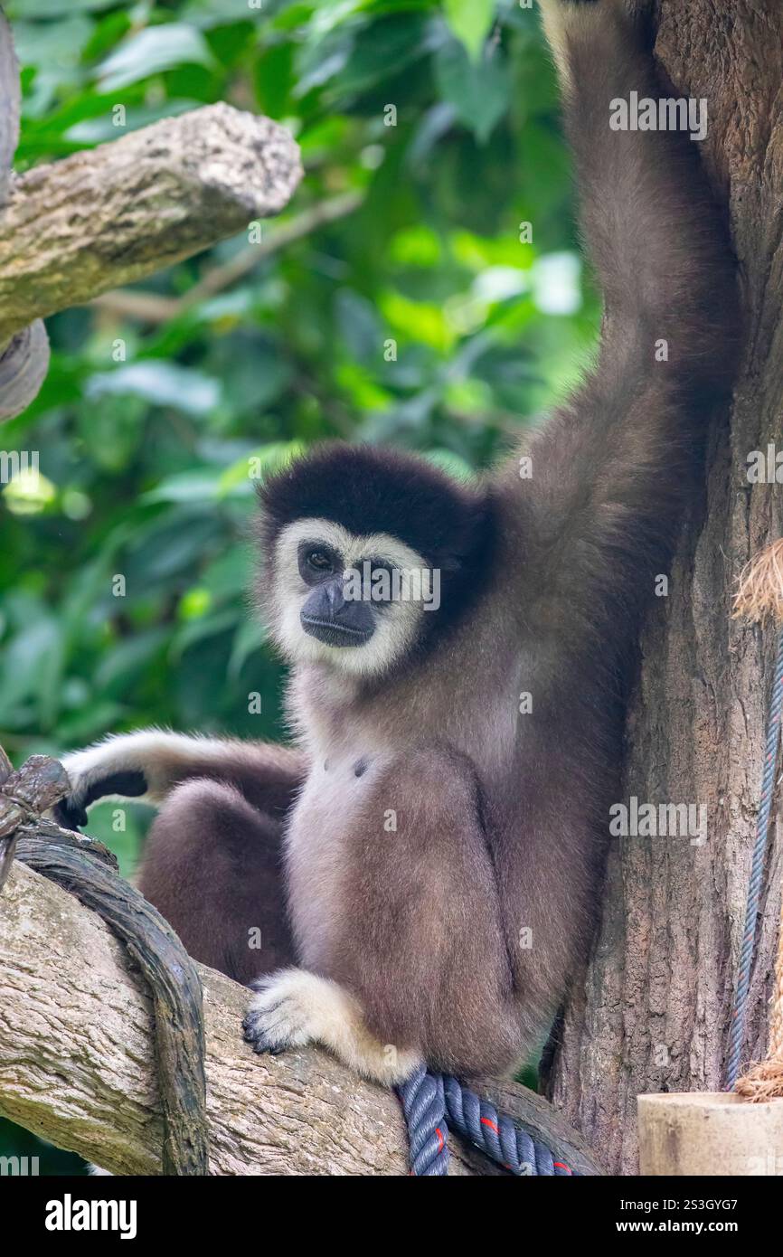 Der Weißhänder-Gibbon (Hylobates lar) ist ein kleiner, baumbewohnender Primaten in Südostasien. Bekannt für seine langen Arme und seine anmutigen Schaukeln. Stockfoto
