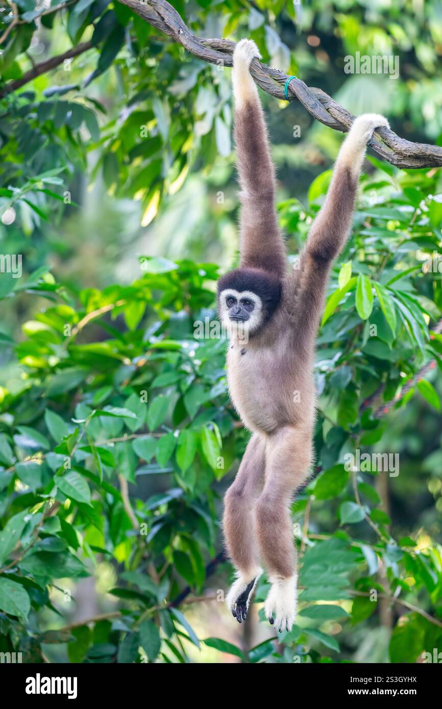 Der Weißhänder-Gibbon (Hylobates lar) ist ein kleiner, baumbewohnender Primaten in Südostasien. Bekannt für seine langen Arme und seine anmutigen Schaukeln. Stockfoto