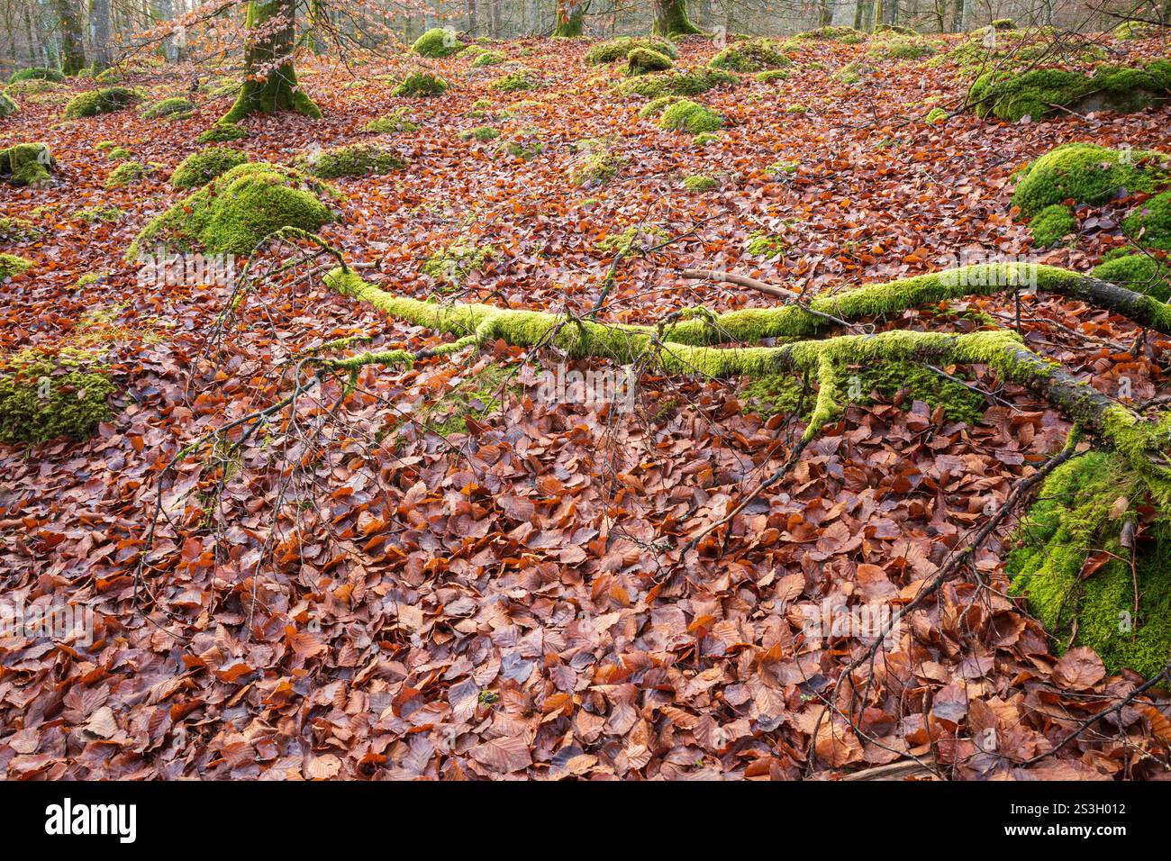 Ein ruhiger Herbstwald in Hässleholm, Schweden, weist moosbedeckte Steine, einen verwitterten Baumzweig und einen Boden mit bunten Herbstblättern auf. Stockfoto