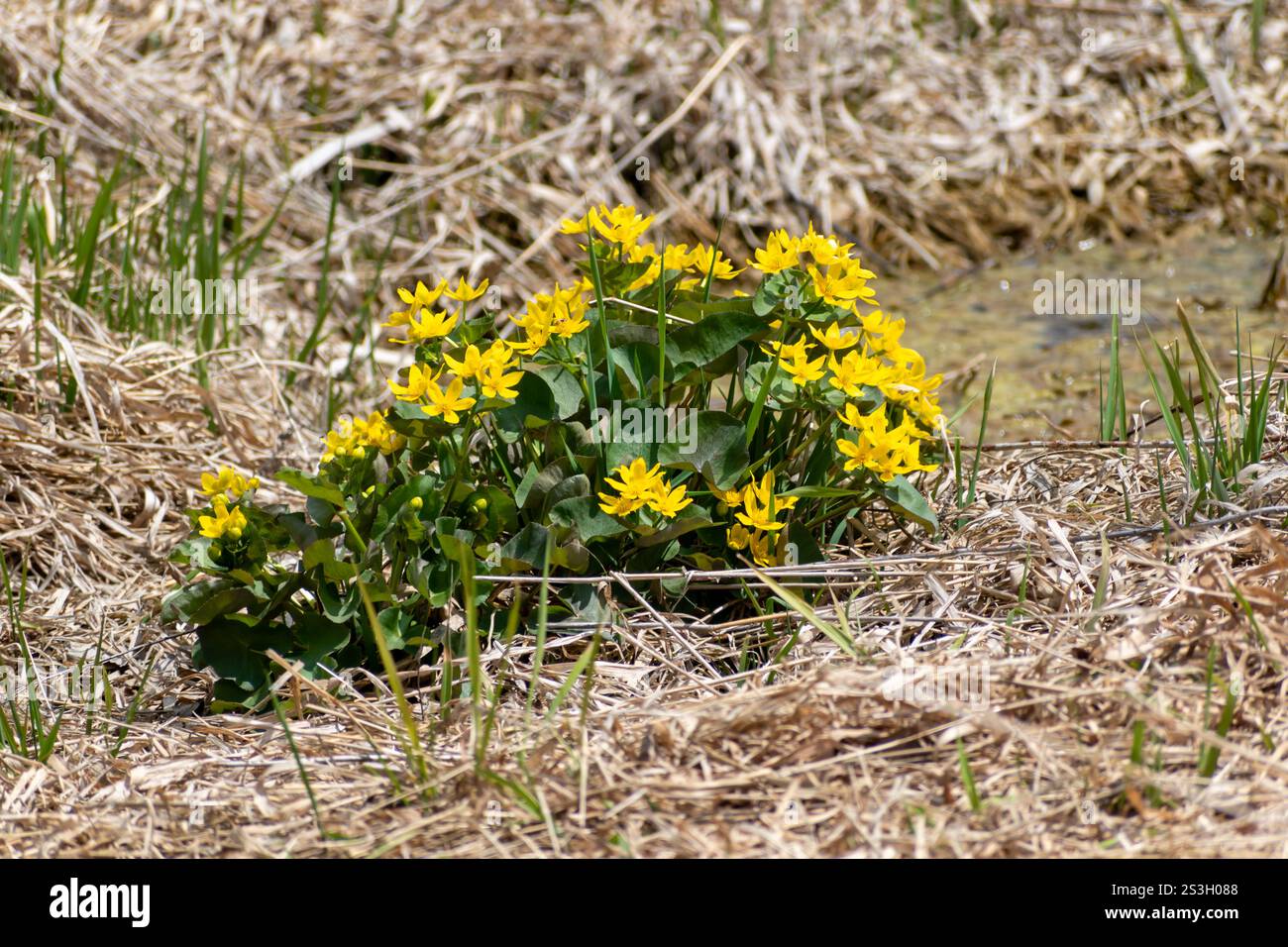 Die lebhafte Marsh Marigold blüht inmitten von trockenem Gras in einem Feuchtgebiet. Die leuchtend gelben Blüten heben sich wunderbar von den Erdtönen ab Stockfoto