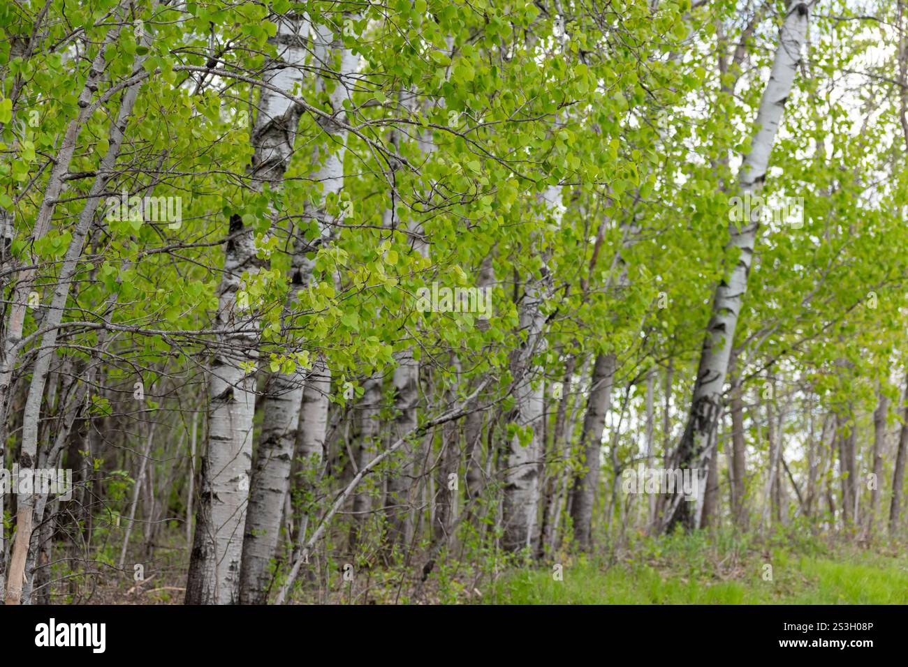 Ruhiger Birkenwald mit frischen grünen Blättern und strahlendem Sonnenlicht im Frühling. Die ruhige Szene zeigt die Schönheit der Birken und der Ren Stockfoto