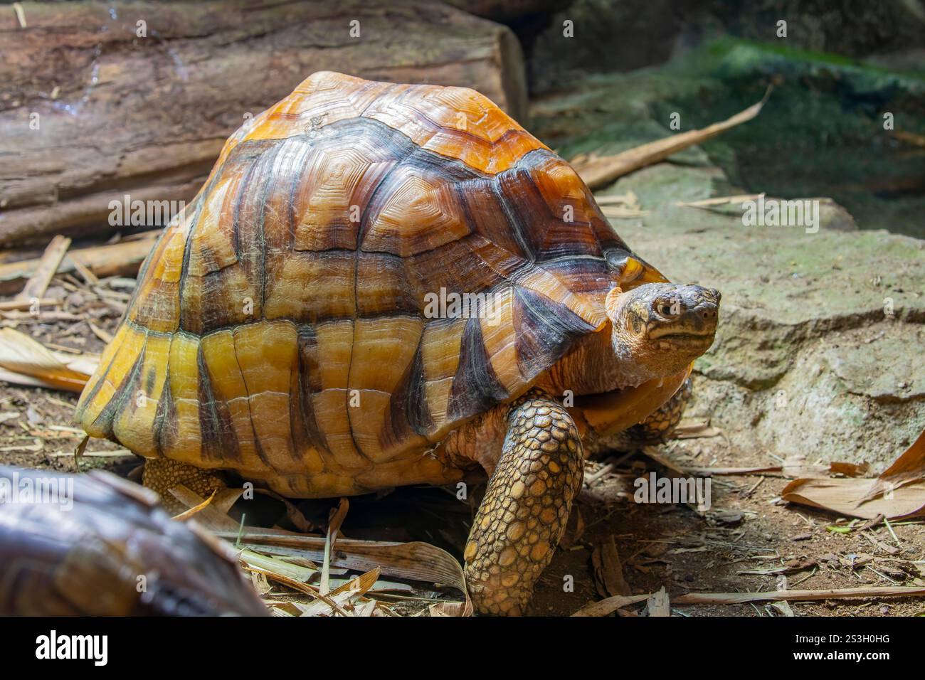 Die Angonoka-Schildkröte (Astrochelys yniphora) ist eine vom Aussterben bedrohte Schildkrötenart, die durch Wilderei für den illegalen Tierhandel stark bedroht ist. Stockfoto