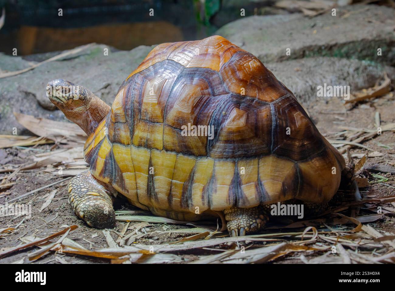 Die Angonoka-Schildkröte (Astrochelys yniphora) ist eine vom Aussterben bedrohte Schildkrötenart, die durch Wilderei für den illegalen Tierhandel stark bedroht ist. Stockfoto