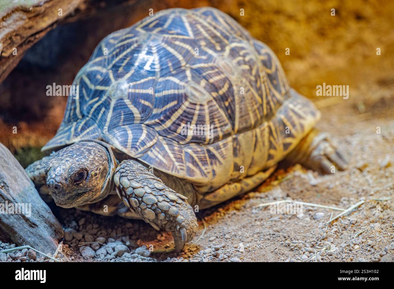 Die indische Sternschildkröte (Geochelone elegans) ist eine bedrohte Schildkrötenart, die in Indien, Pakistan und Sri Lanka beheimatet ist Stockfoto