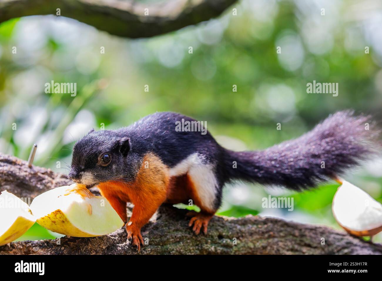 Asiatisches dreifarbiges Eichhörnchen isst Obst. Es handelt sich um eine Art von Nagetieren aus der Familie Sciuridae, die im Wald auf der thailändisch-malaiischen Halbinsel auf Sumatra vorkommt Stockfoto