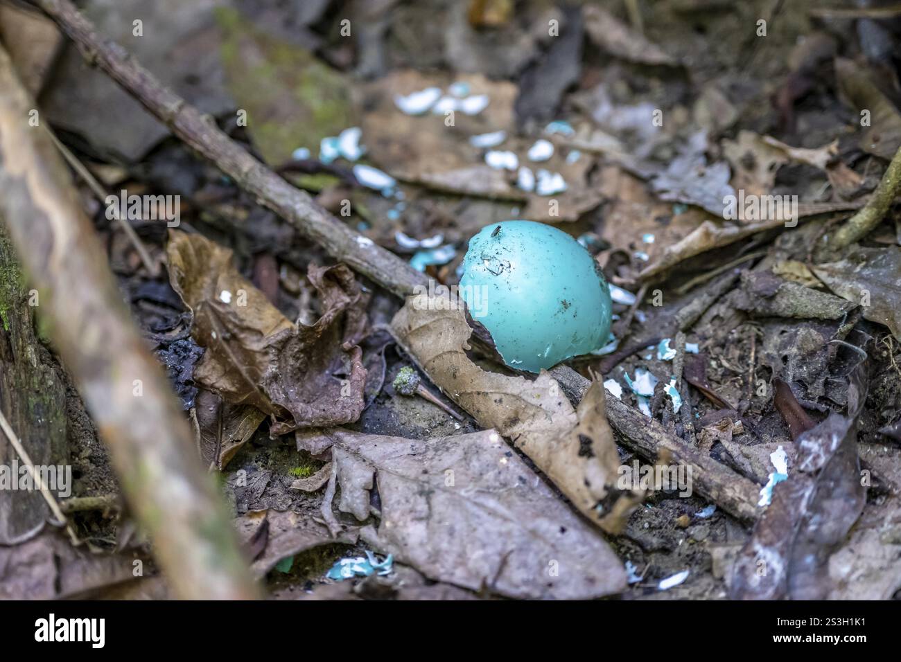 Türkisfarbene Eierschale, gebrochenes Ei auf dem Waldboden, Corcovado Nationalpark, Osa Halbinsel, Puntarena Provinz, Costa Rica, Zentralamerika Stockfoto