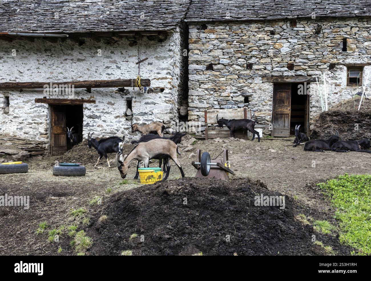Ziegen (Capra) und Ziegenstall, Dorf Sonogno, Verzasca-Tal, Valle Verzasca, Kanton Tessin, Schweiz, Europa Stockfoto