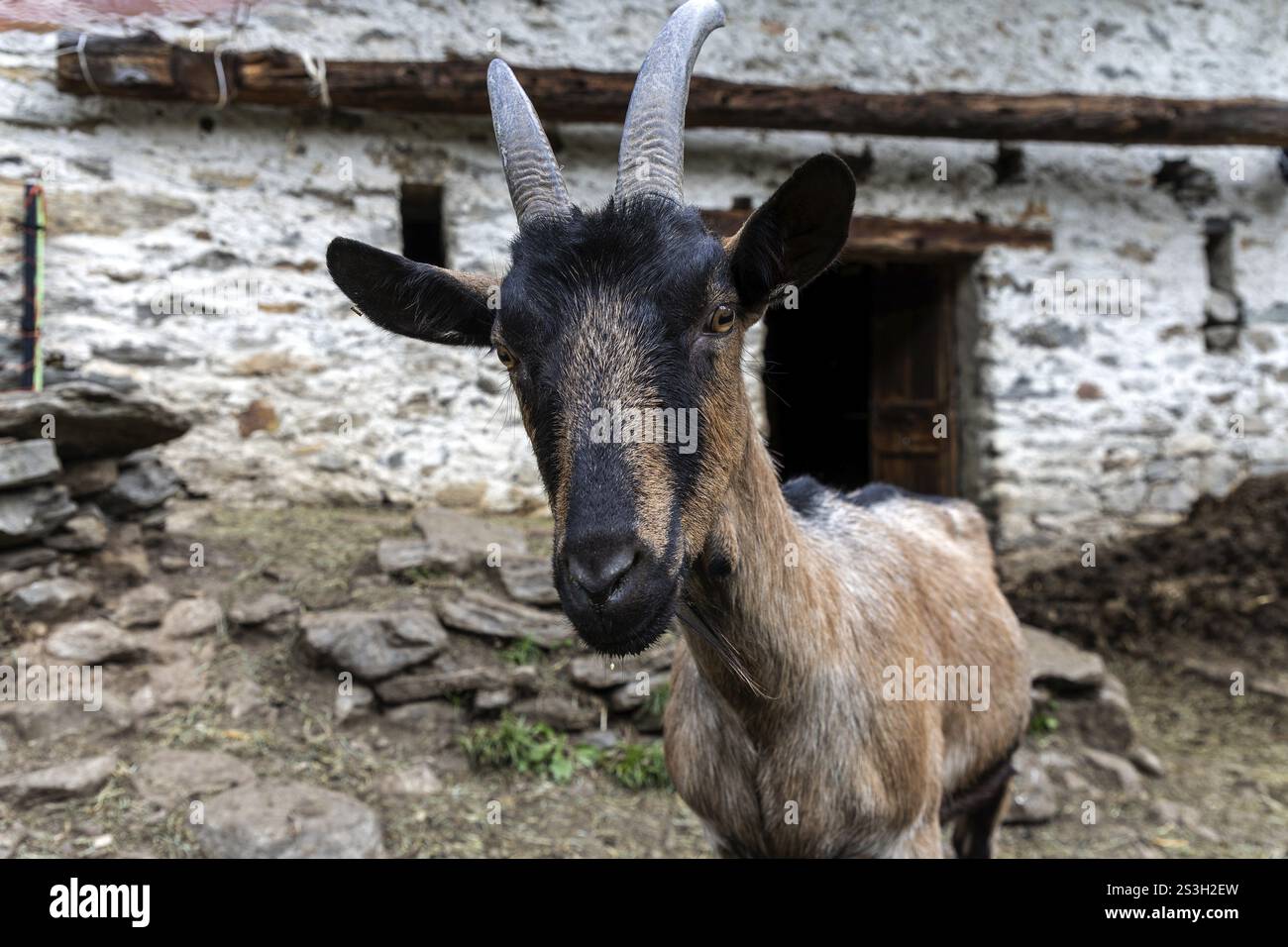 Ziege (Capra), Dorf Sonogno, Verzasca-Tal, Valle Verzasca, Kanton Tessin, Schweiz, Europa Stockfoto