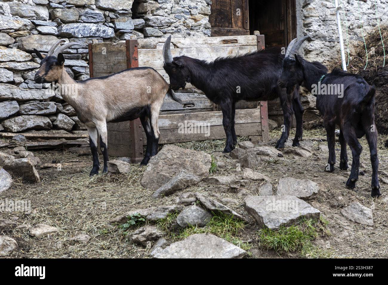 Ziegen (Capra) vor einem Ziegenstall, Dorf Sonogno, Verzasca-Tal, Valle Verzasca, Kanton Tessin, Schweiz, Europa Stockfoto