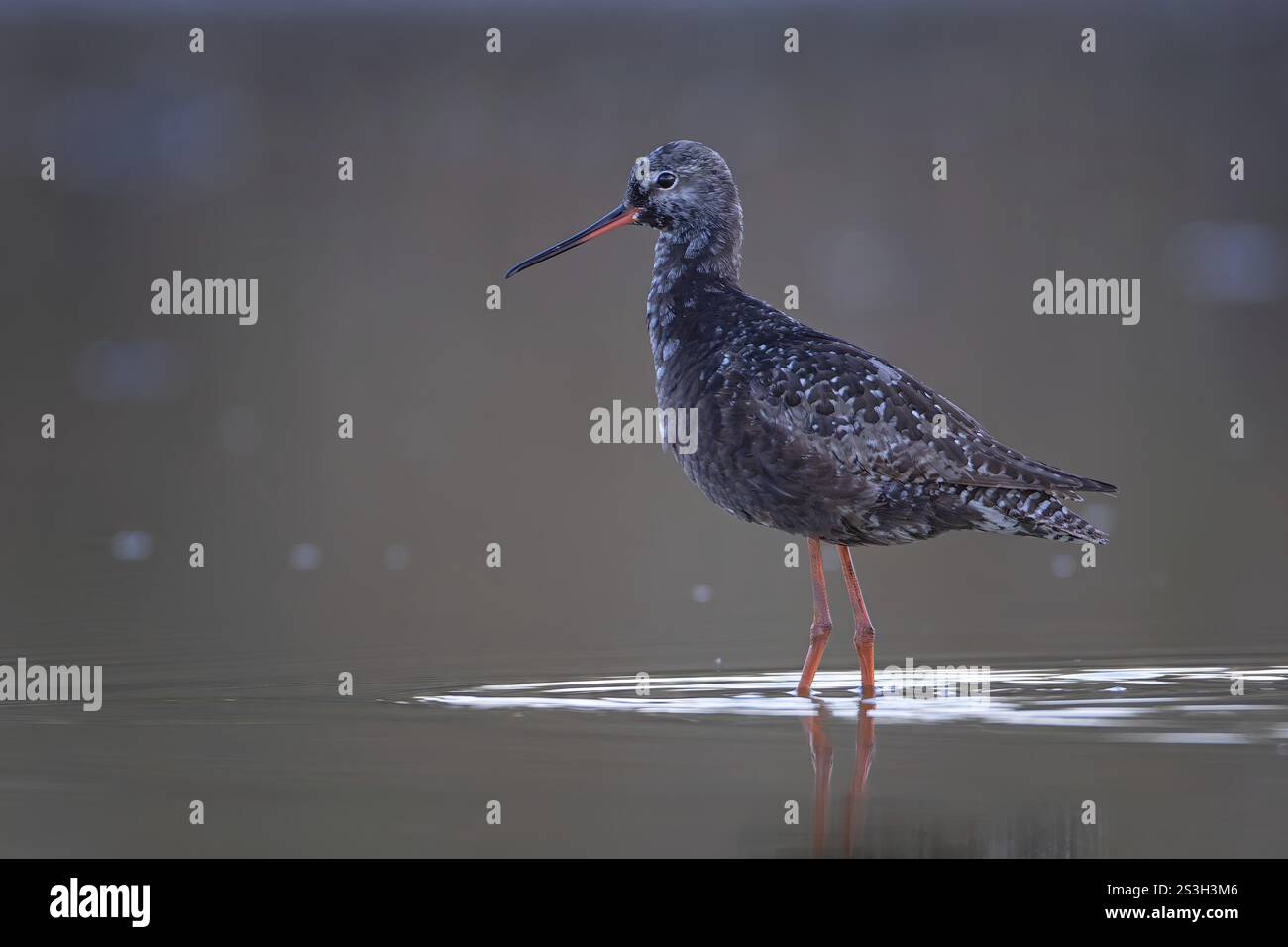 Dunkler Sandfänger (Tringa erythropus) Flachwasserzone, Schlamm, Zuchtgefieder, Futtersuche, Watvögel, Wading, Neusiedler See, Österreich, Europa Stockfoto