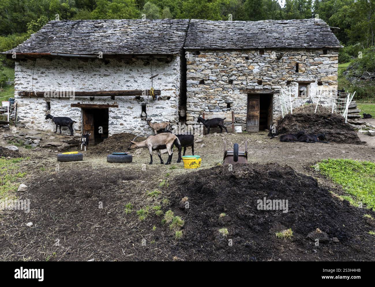 Ziegen (Capra) und Ziegenstall, Dorf Sonogno, Verzasca-Tal, Valle Verzasca, Kanton Tessin, Schweiz, Europa Stockfoto
