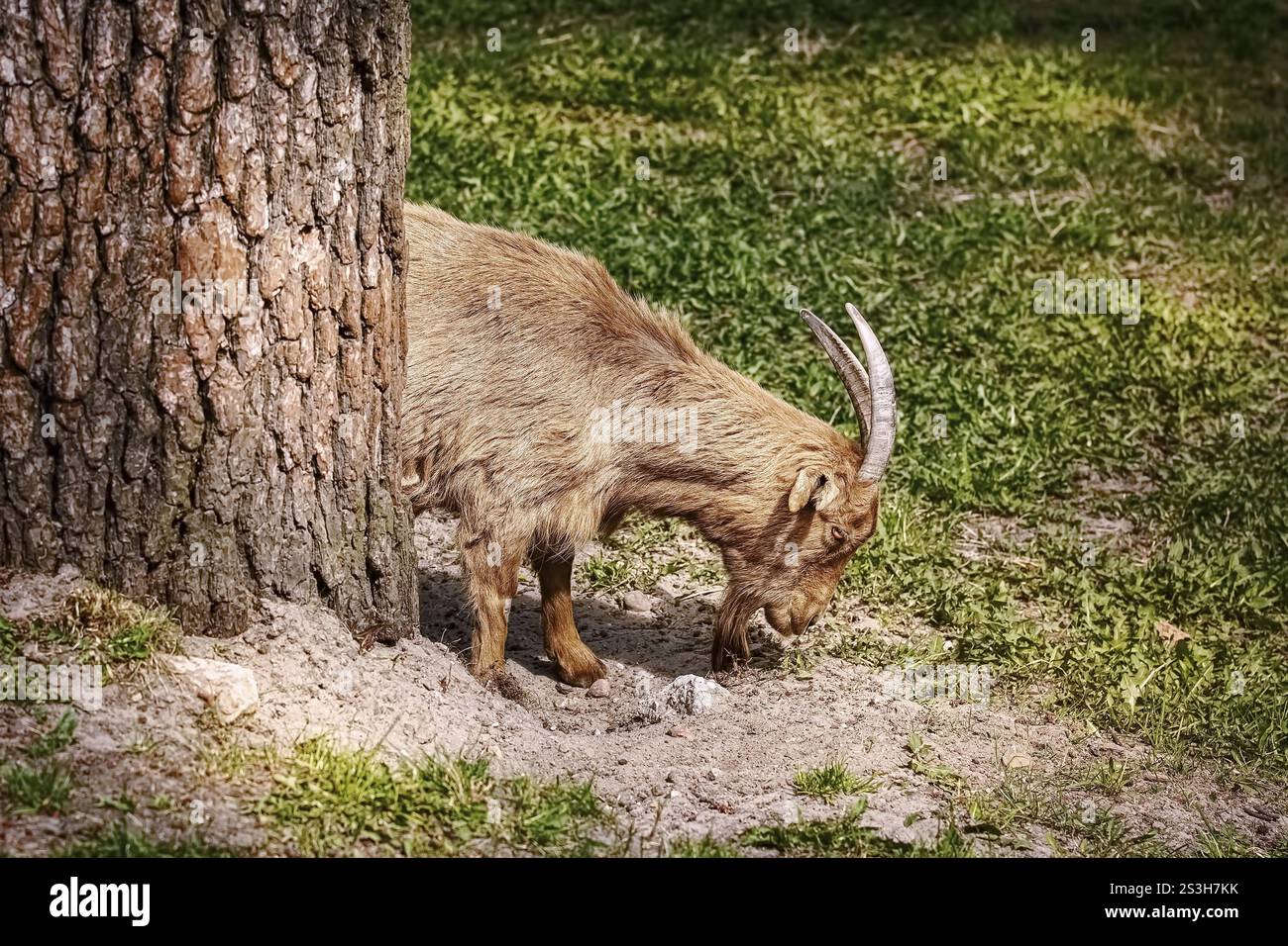 Ziege mit großen Hörnern auf dem Gras Bialystok, Polen, Europa Stockfoto
