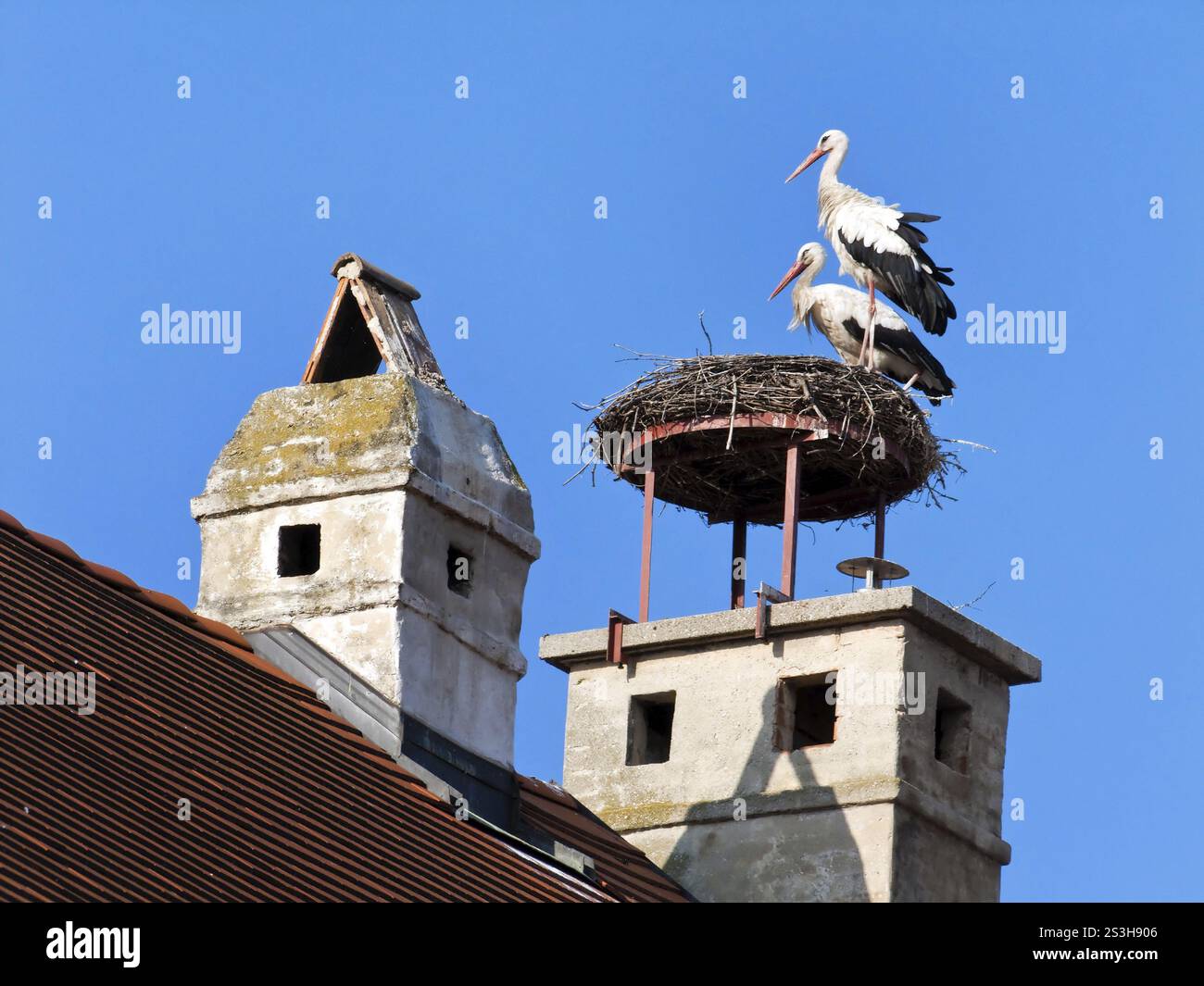 Zwei Störche im Nest in Rust, Österreich, Österreich, Europa Stockfoto