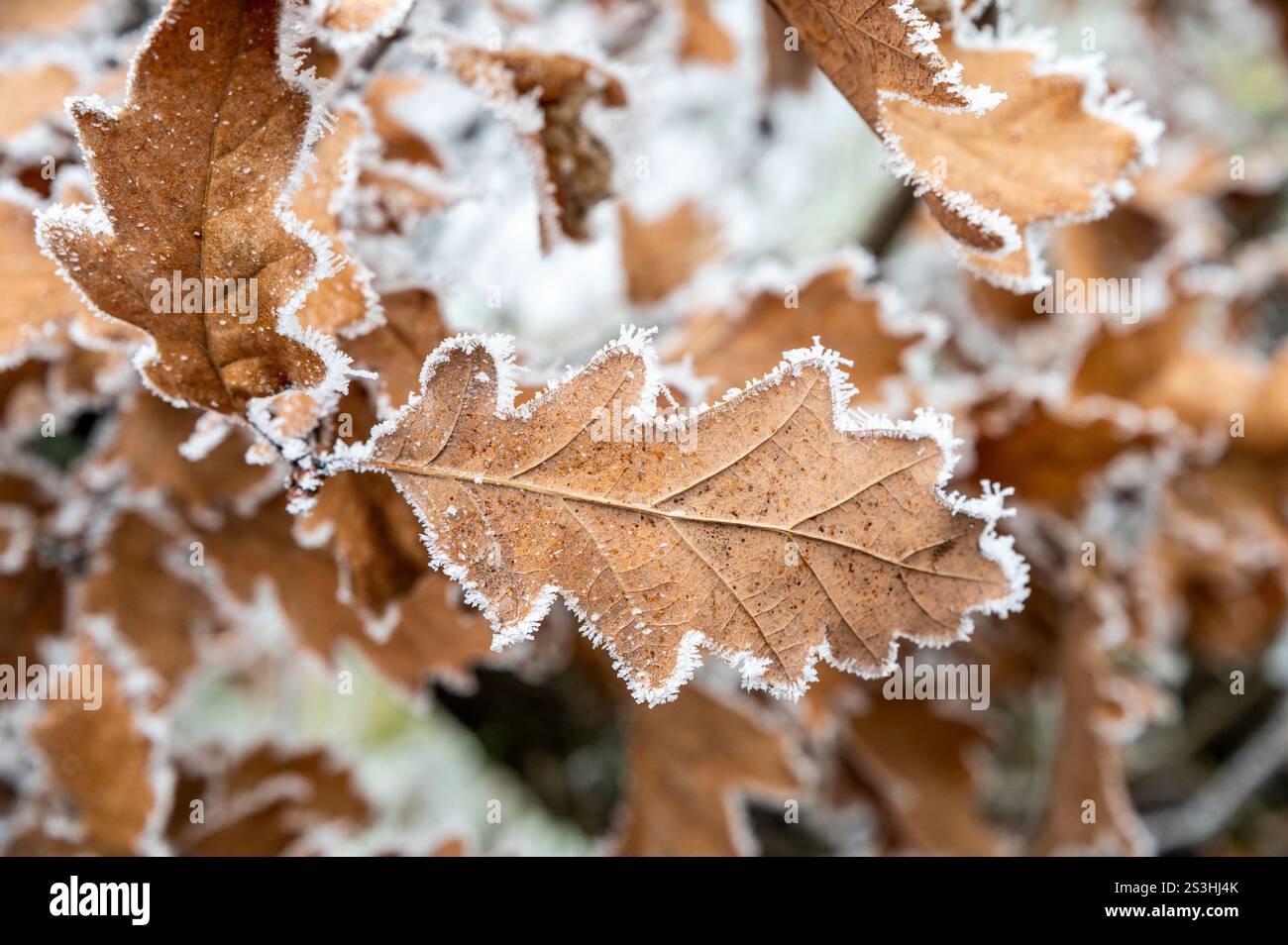 Satinierte braune Eichenblätter im Winter. Gefrorenes Quercus-Laub. Stockfoto