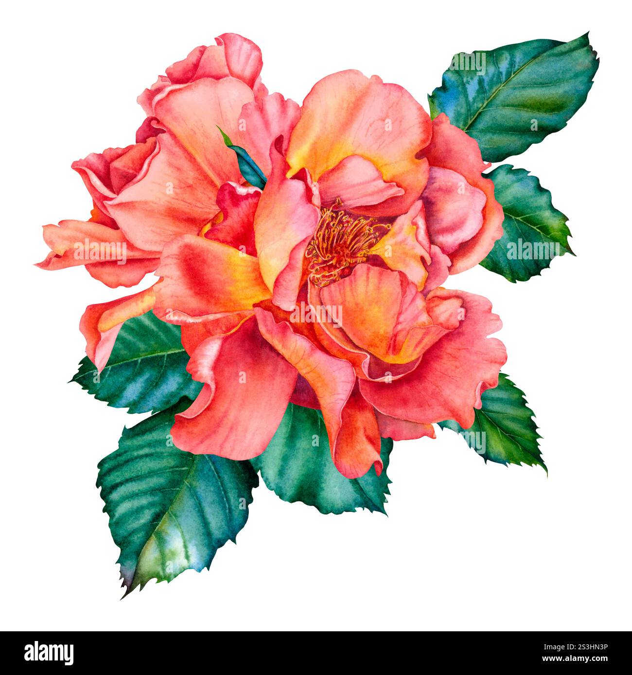 Rosenblüte in leuchtend roten Farben mit grünen Blättern. Handgezeichnete Blumenillustration für Hochzeitseinladungen oder Grußkarten auf isoliert Stockfoto