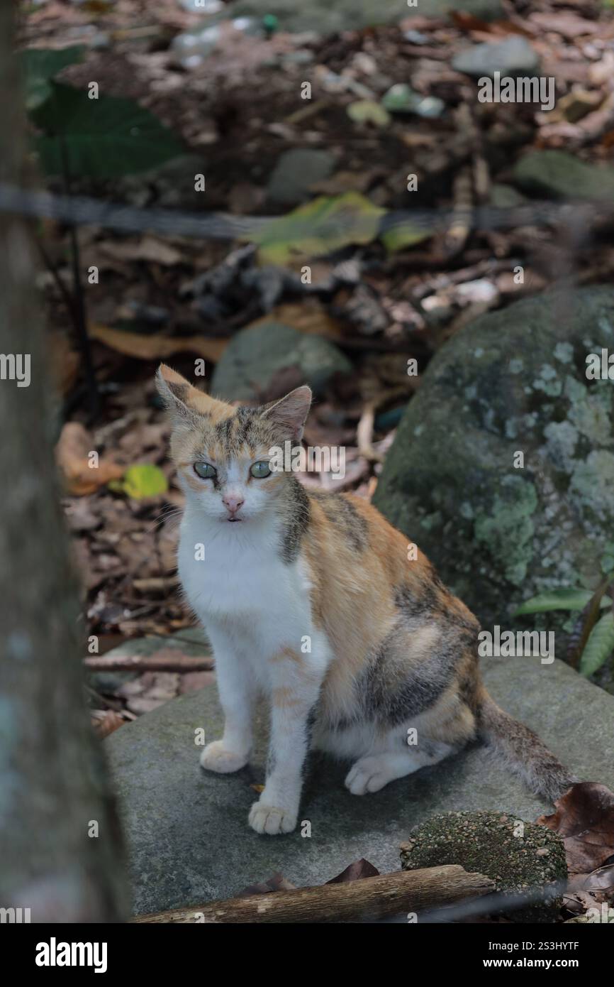 Wilde Katze mitten auf dem Feld, die auf einem Stein sitzt. Geschlossener Shot. Stockfoto