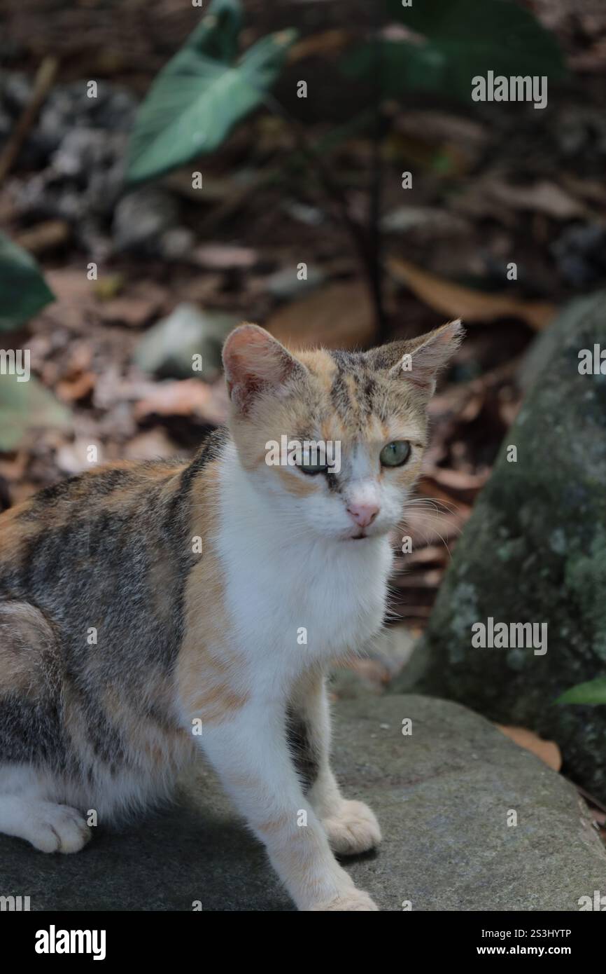 Wilde Katze mitten auf dem Feld, die auf einem Stein sitzt. Geschlossener Shot. Stockfoto