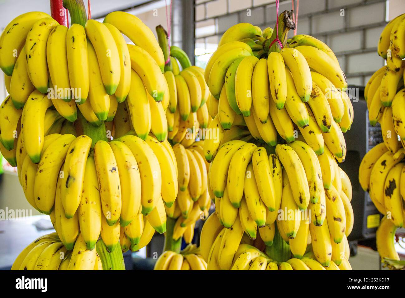 Ein großer Haufen gut gehaltener gelber Bananen Stockfoto