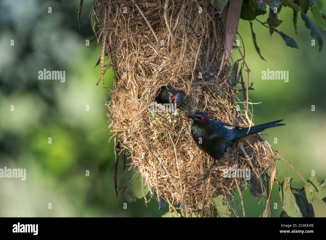 Ein Metallic-Star stampft seinen Kopf außerhalb des Nesteingangslochs, während sein Partner auf dem Rand seines grob gewebten Grasnestes steht. Stockfoto