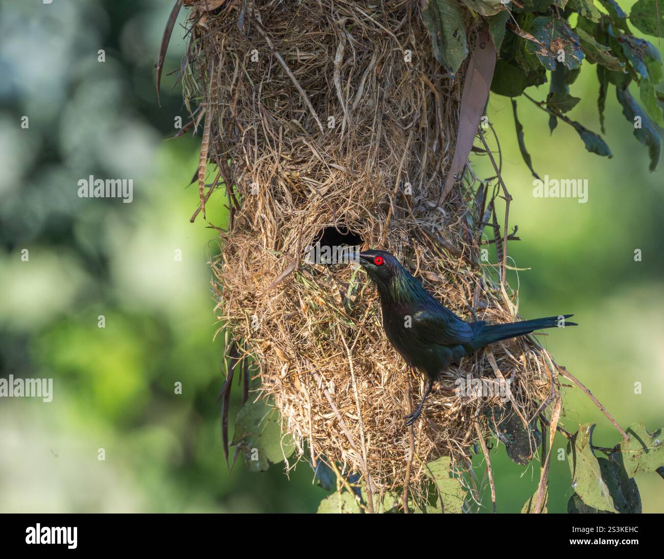 Ein einsamer Metallic-Star, der seitlich an der Eingangsöffnung seines gewebten Grasnests thronte, hängte unsicher von einem tropischen Baum. Stockfoto
