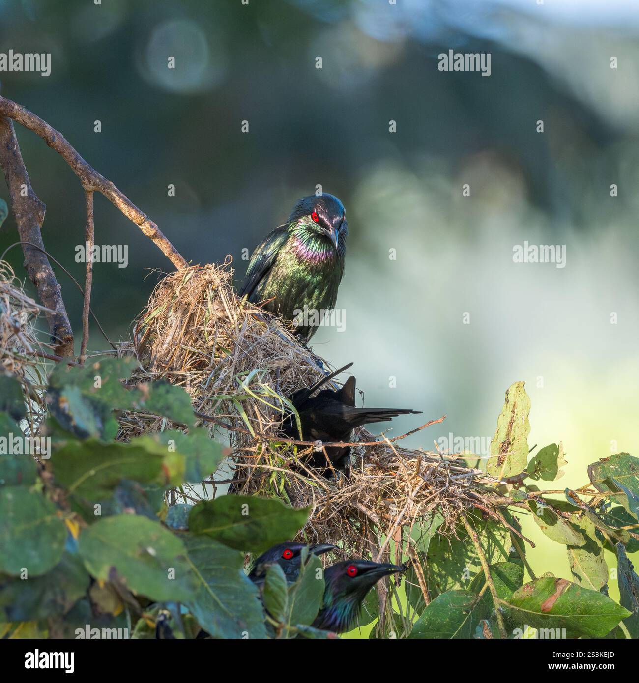 Vier Metallic-Starlinge teilen sich ihr gemeinschaftliches und grob gewebtes Nest, das in prekärer Weise an einem tropischen Baumschenkel hängt. Stockfoto
