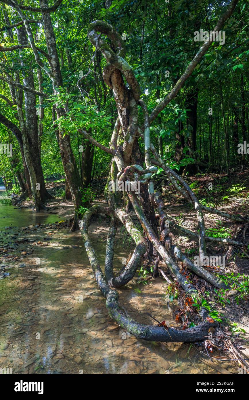 Eine parasitäre Rebe führt das Auge des Betrachters entlang des Freshwater Creek, der von der Lambs Range durch den ruhigen, tropischen Wald im Redlynch Valley schlängelt. Stockfoto